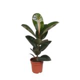 Serada Decor & Plant Kauçuk Çiçeği Ficus Elastica Robusta Saksılı, 20-45cm, 1 Adet