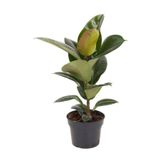 serada decor & plant Kauçuk Çiçeği Saksılı, 20-45cm, Ficus Elastica, Mini Boy Salon Çiçeği