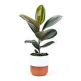 serada decor plant Kauçuk - Ficus Elastica Robusta Canlı Salon Bitkisi 20-45cm