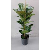 serada decor & plant Kauçuk İthal Ev ve Ofis Bitkisi, Canlı, 50-80 cm, Tek Kök