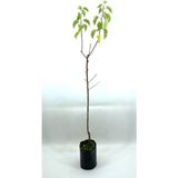 Serada Decor Plant Kayısı (Şekerpare) Fidanı 2 Yaş (70-80 Cm)
