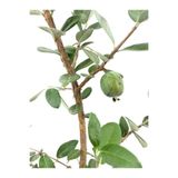 serada decor & plant Kaymak Ağacı Feijoa Bitkisi Fidanı, Saksılı, 40-90 cm, Çok Renkli