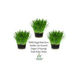 Serada Decor & Plant Kedi Çimi Canlı Saksı Bitki, Kediler İçin Hazır Otu, 3 Adet 12'lik Saksıda