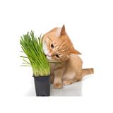serada decor & plant Kedi Çimi, Saksıda Canlı Otu, 15-20 cm