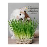 Serada Decor & Plant Kedilere Özel Saksıda Canlı Kedi Çimi, Taze Bitki, Yeşil