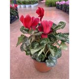 Serada Decor Plant Kırmızı Acem Sıklameni Hediyelik Çiçek