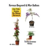 serada decor & plant Kırmızı Begonvil Çiçeği, Mor Salkım Ağacı Fidanı, Tül Kuşkonmaz Hediyeli Bahçe Peyzaj Seti