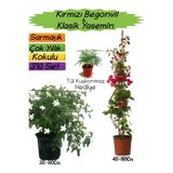 Serada Decor & Plant Kırmızı Begonvil, Klasik Yasemin, Tül Kuşkonmaz 3'lü Peyzaj Seti