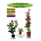 Serada Decor & Plant Kırmızı Begonvil, Mor Leylak Fidanı, Tül Kuşkonmaz 3'lü Peyzaj Seti