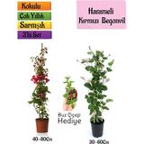 Serada Decor Plant Kırmızı Begonvil+Kokulu Hanımeli Çiçeği+Buz Çiçeği Hediyeli 3'lü Peyzaj Seti