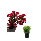 Serada Decor & Plant Kırmızı Bodur Begonvil Fidanı 40-60cm + Çalı Şimşiri 2'li Set Saksılı Bahçe Bitkisi
