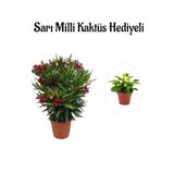 Serada Decor & Plant Kırmızı Bodur Zakkum Fidanı, Sarı Milli Kaktüs Hediyeli