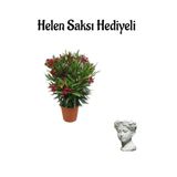 serada decor & plant Kırmızı Bodur Zakkum Fidanı, Terracotta Saksı, Sevgililer Günü Hediyeli