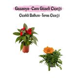 Serada Decor & Plant Kırmızı Cam Güzeli + Turuncu Gazanya Çiçeği Saksılı Set, 10-20 cm
