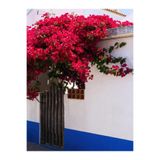 Serada Decor & Plant Kırmızı Çiçekli Begonvil, 40-60 cm, 1 Adet Saksılı Bahçe Teras Bitkisi