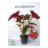 serada decor & plant Kırmızı Çiçekli Çilli Begonya Çiçeği 1 ADET Saksılı 20-40cm Salon Balkon Çiçeği