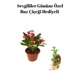 Serada Decor & Plant Kırmızı Çiçekli Kaktüs, Milli Dikenler Tacı, Buz Çiçeği Hediyeli