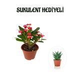 serada decor & plant Kırmızı Çiçekli Kaktüs, Sukulent Hediyeli