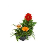 serada decor & plant Kırmızı Dahlia, Turuncu-Pembe-Beyaz Gazanya Çiçeği, Balkon Çiçeği Seti, 3 Adet