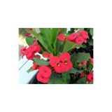 Serada Decor & Plant Kırmızı Dikenler Tacı, 30-40 cm Saksılı