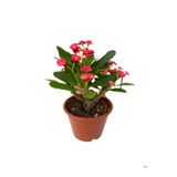 serada decor & plant Kırmızı Dikenler Tacı Çiçeği, 10-15 cm Tüplü Çiçekli Bodur Bitki, Euphorbia milli