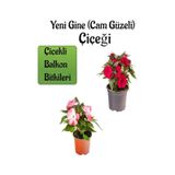 Serada Decor Plant - Kırmızı + Ebruli Renk Yeni Gine Cam Güzeli Çiçeği 2 Adet Balkon Bitkisi 10 - 15 CM