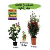 Serada Decor & Plant Kırmızı Fırça Çalısı, Kokulu Mor Leylak Fidanı, Buz Çiçeği Hediyeli Peyzaj Seti, Çok Renkli, 40-80cm