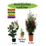 Serada Decor & Plant Kırmızı Fırça Çalısı, Kokulu Mor Leylak Fidanı, Buz Çiçeği Hediyeli Peyzaj Seti, Çok Renkli, 40-80cm