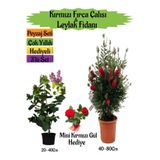 Serada Decor & Plant Kırmızı Fırça Çalısı, Kokulu Mor Leylak Fidanı, Mini Kırmızı Gül Hediyeli Peyzaj Seti, Çok Renkli, 40-80 cm