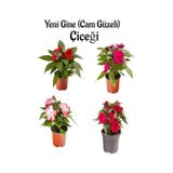 Serada Decor Plant - Kırmızı + Fuşya + Ebruli Renk Yeni Gine Cam Güzeli Çiçeği 4 Adet Balkon Bitkisi 10 - 15 CM
