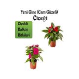 Serada Decor Plant - Kırmızı + Fuşya Yeni Gine Cam Güzeli Çiçeği 2 Adet Balkon Bitkisi 10 - 15 CM