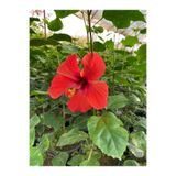 serada decor & plant Kırmızı Japon Gülü Çiçeği, 30-60cm, Saksılı Bahçe Çiçeği, 1 Adet