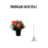 serada decor & plant Kırmızı Japon Gülü (Hibiscus Rosa) Mumluk Hediyeli