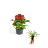 serada decor & plant Kırmızı Kalanchoe Çiçeği, Hediyelik Kurdele Çiçek Seti