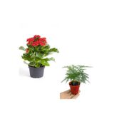 Serada Decor & Plant Kırmızı Kalanşo Çiçeği, Tül Kuşkonmaz Hediyeli