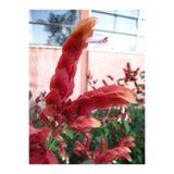 Serada Decor & Plant Kırmızı Karides Çiçeği Fidanı, 1 Adet Saksılı, 20-50 cm, Dış Mekan Bitkisi