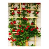 Serada Decor & Plant Kırmızı Mandevilla 30-60 cm Sandavilla Bahçe ve Balkon İçin Çiçekli Tırmanıcı Bitki