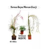 serada decor & plant Kırmızı Mercan-Beyaz Mercan Çiçeği 2 Adet + Tül Çiçeği Hediyeli Bahçe Bitkisi, 40-60 cm