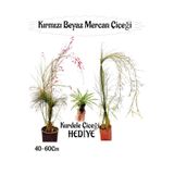 serada decor & plant Kırmızı Mercan Çiçeği, Beyaz Mercan Çiçeği 2 Adet + Bordo Yaprak Güzeli Hediyeli Bahçe Bitkisi, 40-60 cm