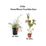 serada decor & plant Kırmızı Mercan Çiçeği Fidanı + Fırça Çalısı Ağacı Fidanı 2'li Set