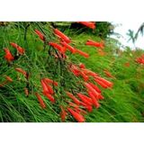 Serada Decor Plant Kırmızı Mercan Çiçeği