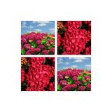 serada decor & plant Kırmızı Ortanca Çiçeği Fidanı, 20-45 cm, Saksılı, Hydrangea