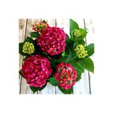 serada decor & plant Kırmızı Ortanca Çiçeği Fidanı, 30-60 cm, Saksılı, Hydrangea