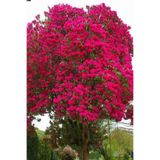 serada decor & plant Kırmızı Oya Ağacı Fidanı, 60-80 cm, Tüplü, Yeşil Yapraklı, Bol Çiçekli