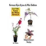 Serada Decor & Plant Kırmızı Oya Ağacı Fidanı, Mor Salkım Ağacı Fidanı, Telgraf Çiçeği Hediyeli Bahçe Peyzaj Seti