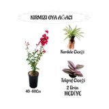 Serada Decor & Plant Kırmızı Oya Ağacı Fidanı, Saksılı, 40-60cm, Kurdele Çiçeği ve Telgraf Çiçeği Hediyeli