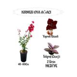 Serada Decor & Plant Kırmızı Oya Ağacı Fidanı Saksılı, Yaprak Güzeli ve Telgraf Çiçeği Hediyeli