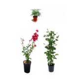 serada decor & plant Kırmızı Oya Ağacı, Kokulu Hanımeli Çiçeği, Tül Kuşkonmaz 3'lü Peyzaj Seti, Çok Renkli