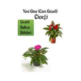 Serada Decor Plant - Kırmızı + Pembe Yeni Gine Cam Güzeli Çiçeği 2 Adet Balkon Bitkisi 10 - 15 CM