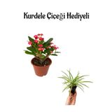 Serada Decor & Plant Kırmızı Renk Miili Dikenler Tacı Çiçeği Kurdele Çiçeği Hediyeli